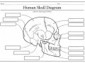 Szkielet człowieka do druku – schemat czaszki z miejscami na podpisy. Idealny do nauki anatomii.