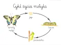 Cykl życia motyla: jajo, larwa, poczwarka, dorosły motyl. Poznaj etapy rozwoju motyla dla dzieci!