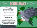 Kukułki, smukłe ptaki z charakterystycznym głosem, zimują w Afryce. Te ptaszki do druku są znane z podrzucania jaj do gniazd innych ptaków.