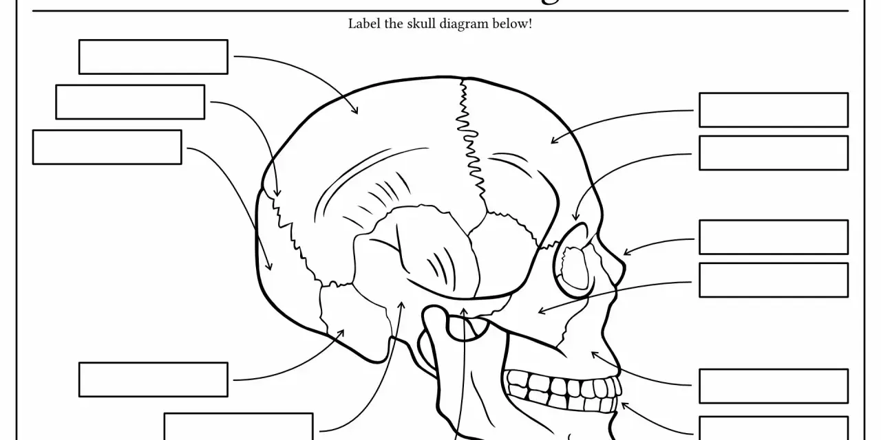 Szkielet człowieka do druku – schemat czaszki z miejscami na podpisy. Idealny do nauki anatomii.
