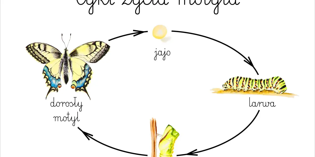 Cykl życia motyla: jajo, larwa, poczwarka, dorosły motyl. Poznaj etapy rozwoju motyla dla dzieci!