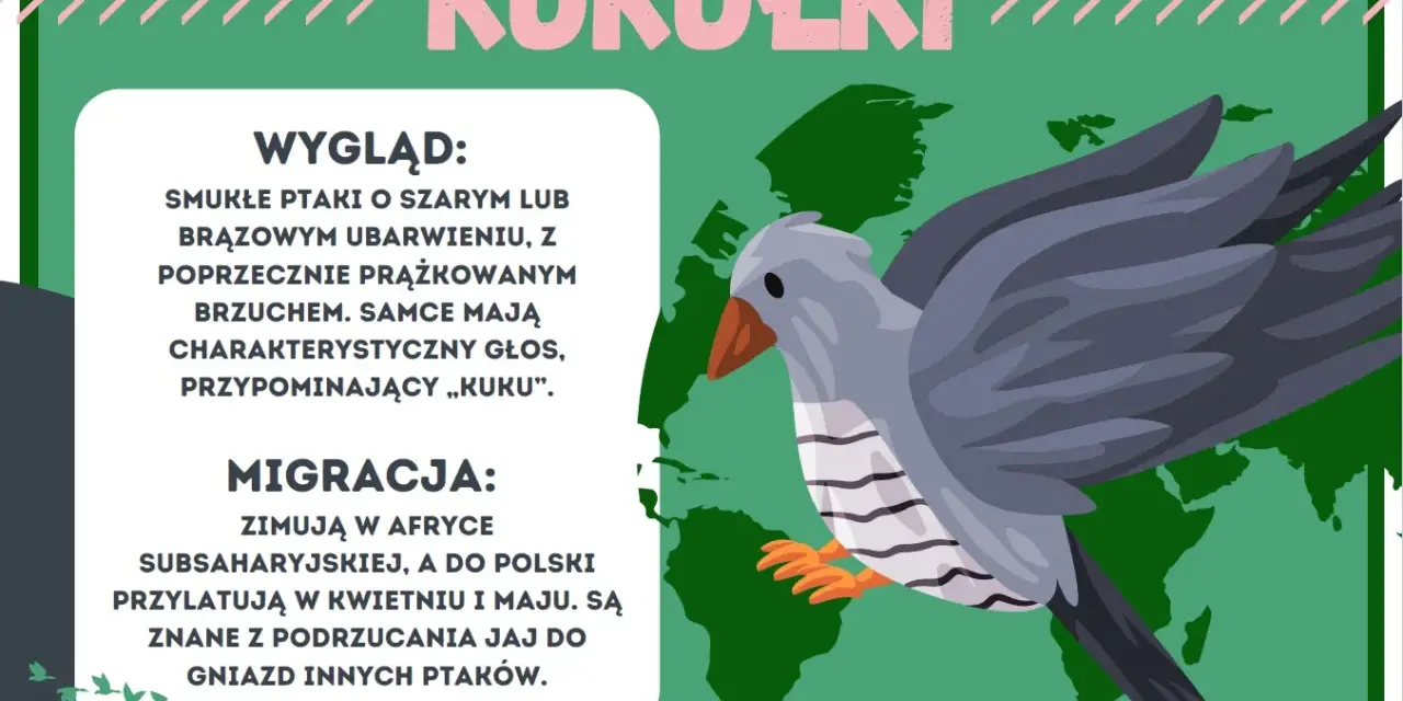 Kukułki, smukłe ptaki z charakterystycznym głosem, zimują w Afryce. Te ptaszki do druku są znane z podrzucania jaj do gniazd innych ptaków.