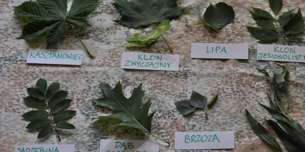 Kolekcja liści jesiennych: kasztanowiec, klon zwyczajny, lipa, klon jesionolistny, jarzębina, dąb czerwony, brzoza, wierzba.