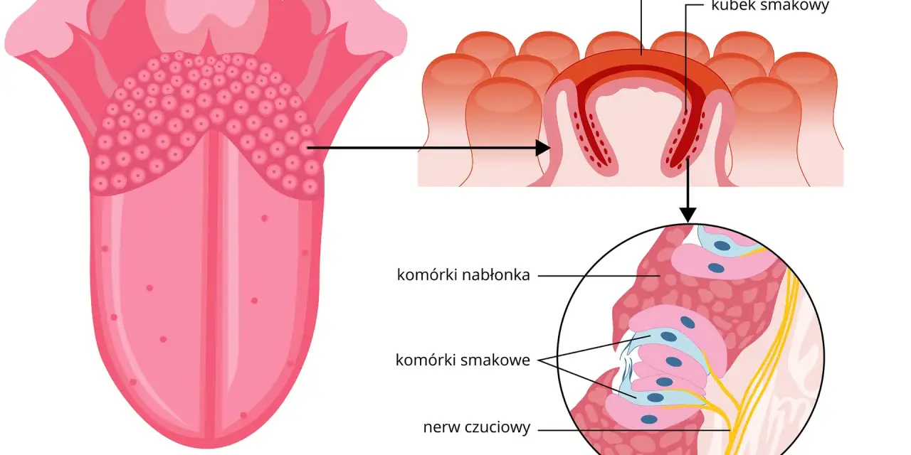 Schemat języka ukazujący brodawki smakowe i szczegół budowy kubka smakowego z komórkami smakowymi i nerwem.