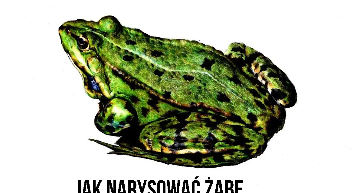 Zielona, cętkowana żaba siedzi na białym tle. Pod spodem napis: JAK NARYSOWAĆ ŻABĘ.