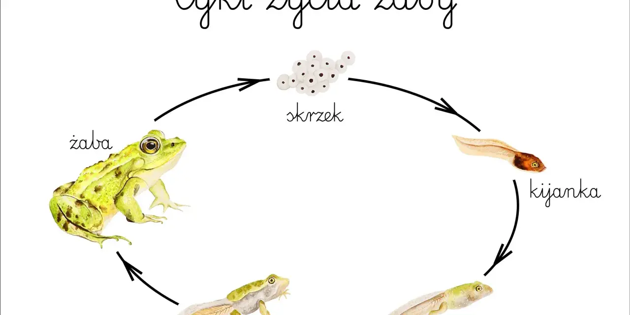 Ilustracja przedstawia cykl rozwojowy żaby: skrzek, kijanka, kijanka z nogami, żaba z ogonem i dorosła żaba.
