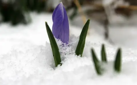 Fiołek przebija śnieg, zapowiadając wiosnę. Jak mówią przysłowia o marcu, czasem jeszcze zaskoczy nas zimno, ale nadzieja kwitnie.