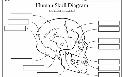 Szkielet człowieka do druku – schemat czaszki z miejscami na podpisy. Idealny do nauki anatomii.