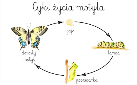 Cykl życia motyla: jajo, larwa, poczwarka, dorosły motyl. Poznaj etapy rozwoju motyla dla dzieci!