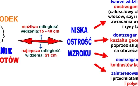 Jak widzi niemowlę: niska ostrość wzroku, widzi twarze, kontury, proste kształty i mocne kontrasty. Najlepsza odległość widzenia to 21 cm.