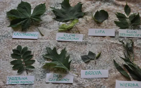 Kolekcja liści jesiennych: kasztanowiec, klon zwyczajny, lipa, klon jesionolistny, jarzębina, dąb czerwony, brzoza, wierzba.