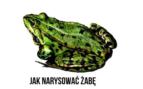 Zielona, cętkowana żaba siedzi na białym tle. Pod spodem napis: JAK NARYSOWAĆ ŻABĘ.