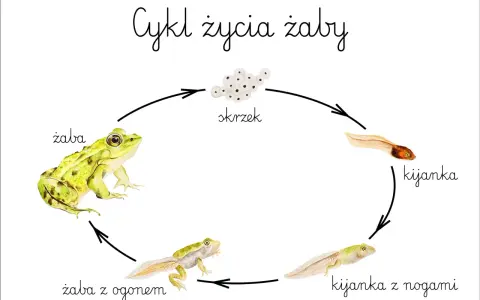 Ilustracja przedstawia cykl rozwojowy żaby: skrzek, kijanka, kijanka z nogami, żaba z ogonem i dorosła żaba.