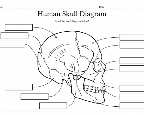 Szkielet człowieka do druku – schemat czaszki z miejscami na podpisy. Idealny do nauki anatomii.