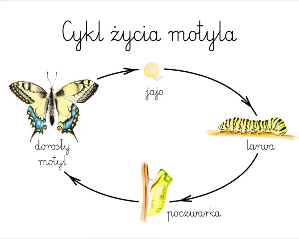 Cykl życia motyla: jajo, larwa, poczwarka, dorosły motyl. Poznaj etapy rozwoju motyla dla dzieci!