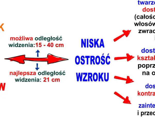 Jak widzi niemowlę: niska ostrość wzroku, widzi twarze, kontury, proste kształty i mocne kontrasty. Najlepsza odległość widzenia to 21 cm.
