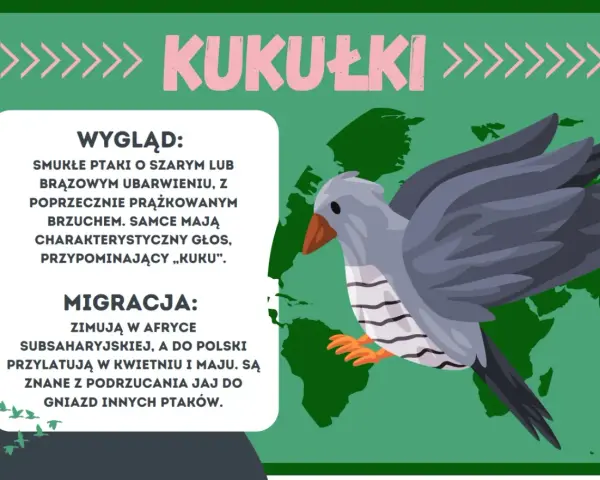Kukułki, smukłe ptaki z charakterystycznym głosem, zimują w Afryce. Te ptaszki do druku są znane z podrzucania jaj do gniazd innych ptaków.
