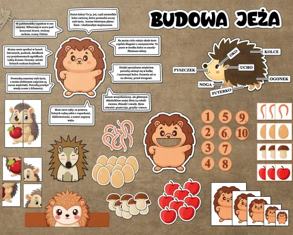 Dzień jeża pomysły: ilustracje jeży, ich budowa, dieta i zabawy edukacyjne.