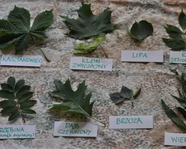 Kolekcja liści jesiennych: kasztanowiec, klon zwyczajny, lipa, klon jesionolistny, jarzębina, dąb czerwony, brzoza, wierzba.