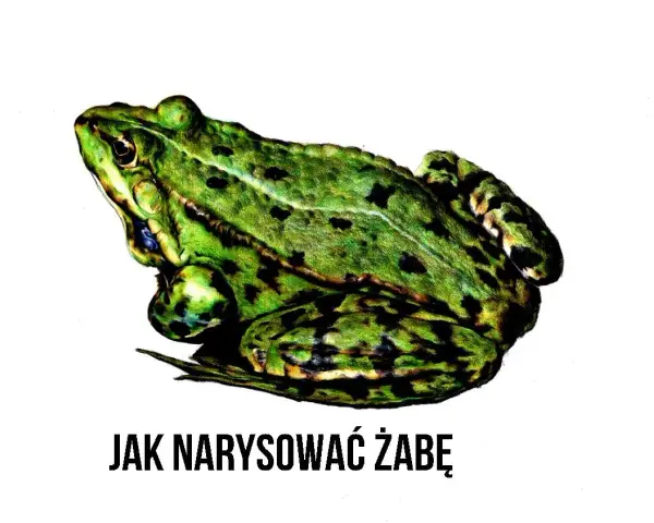 Zielona, cętkowana żaba siedzi na białym tle. Pod spodem napis: JAK NARYSOWAĆ ŻABĘ.