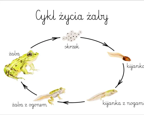Ilustracja przedstawia cykl rozwojowy żaby: skrzek, kijanka, kijanka z nogami, żaba z ogonem i dorosła żaba.