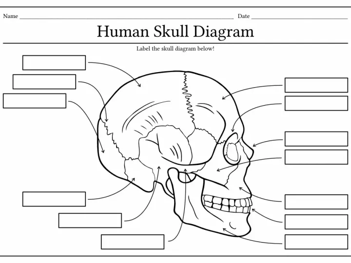 Szkielet człowieka do druku – schemat czaszki z miejscami na podpisy. Idealny do nauki anatomii.