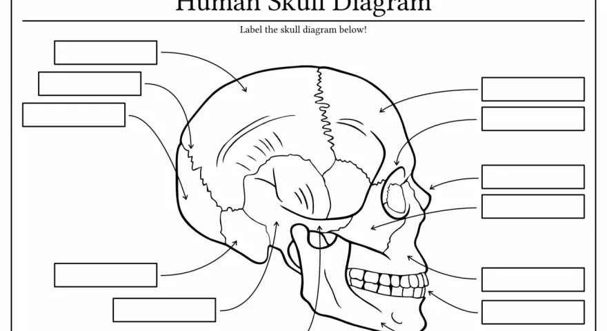 Szkielet człowieka do druku – schemat czaszki z miejscami na podpisy. Idealny do nauki anatomii.