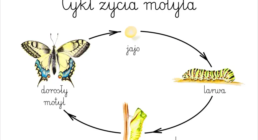 Cykl życia motyla: jajo, larwa, poczwarka, dorosły motyl. Poznaj etapy rozwoju motyla dla dzieci!