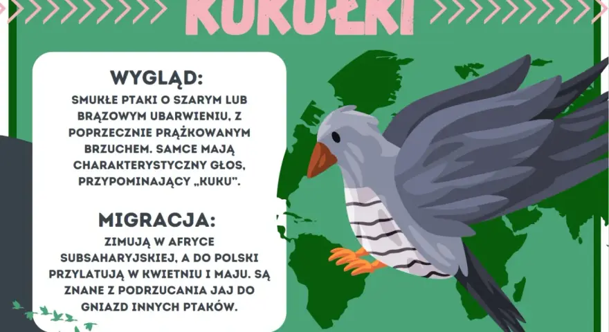Kukułki, smukłe ptaki z charakterystycznym głosem, zimują w Afryce. Te ptaszki do druku są znane z podrzucania jaj do gniazd innych ptaków.