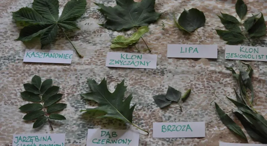 Kolekcja liści jesiennych: kasztanowiec, klon zwyczajny, lipa, klon jesionolistny, jarzębina, dąb czerwony, brzoza, wierzba.