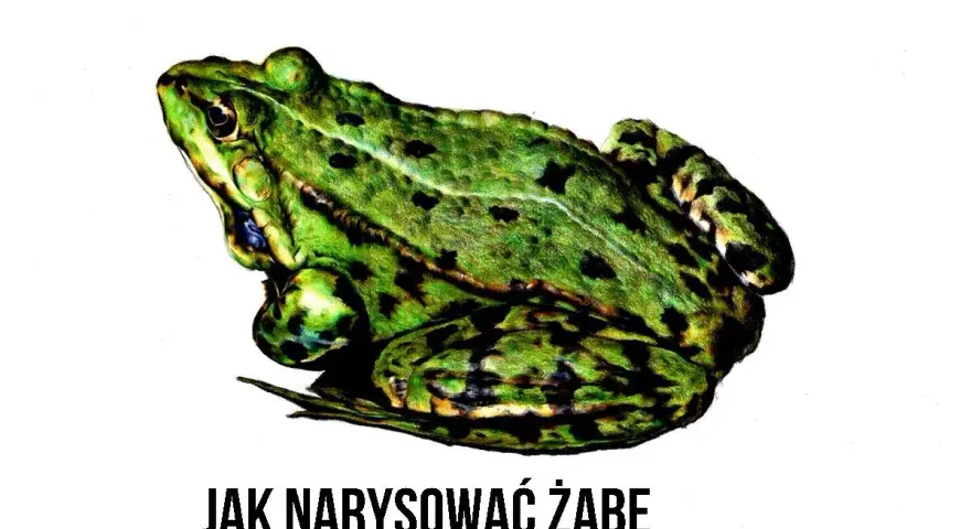 Zielona, cętkowana żaba siedzi na białym tle. Pod spodem napis: JAK NARYSOWAĆ ŻABĘ.