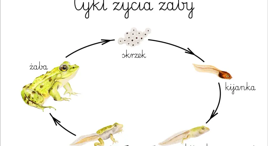 Ilustracja przedstawia cykl rozwojowy żaby: skrzek, kijanka, kijanka z nogami, żaba z ogonem i dorosła żaba.