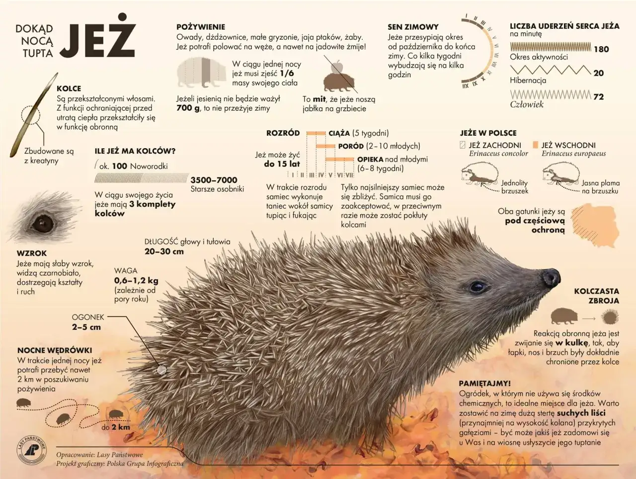 Ciekawostki o jeżu: kolce, dieta, sen zimowy, rozmnażanie, długość życia, waga, wzrok, gatunki w Polsce i jak mu pomóc.