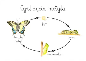 Cykl życia motyla: jajo, larwa, poczwarka, dorosły motyl. Poznaj etapy rozwoju motyla dla dzieci!