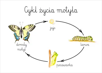 Cykl życia motyla: jajo, larwa, poczwarka, dorosły motyl. Poznaj etapy rozwoju motyla dla dzieci!